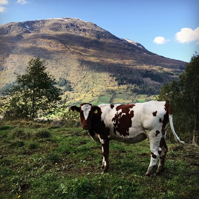 Cow in Olden, Norway