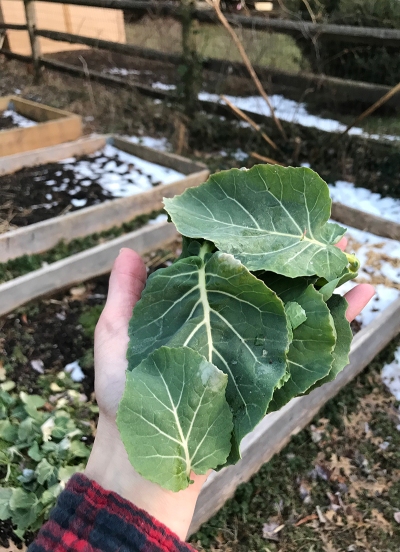 Collard leaves from the garden