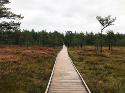 Lahemaa National Park bog, Estonia