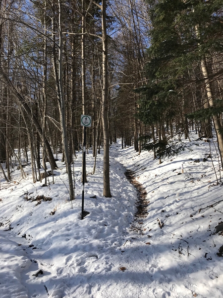 A snowy path through some trees.